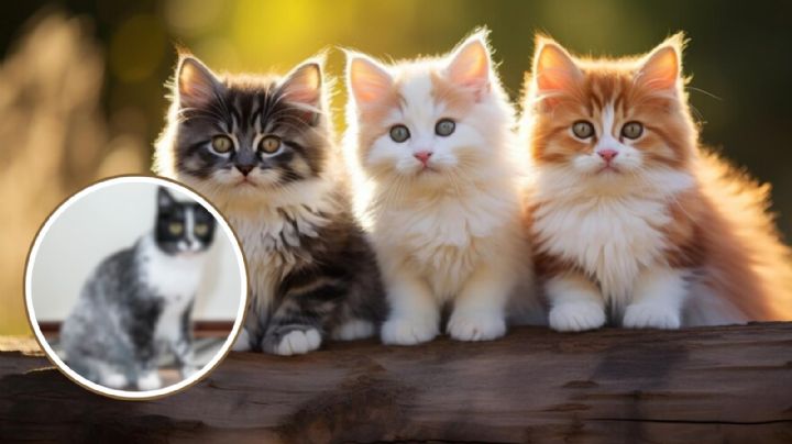 Científicos descubren nueva raza de gatos, ¿cómo se llama esta mutación genética?