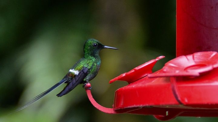 Aprende a preparar el néctar casero ideal para atraer colibríes a tu jardín