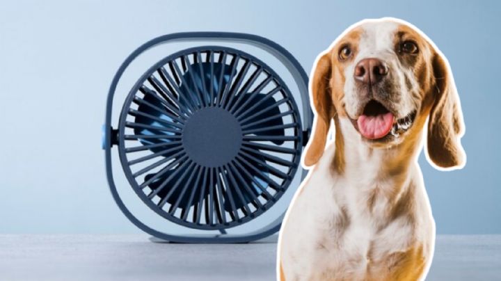Familia regala un ventilador a su perrito y así reaccionó