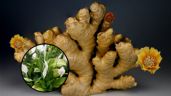 Foto ilustrativa de la nota titulada Jardinería: ¿Qué sucede si uso jengibre en la Cuna de Moisés?
