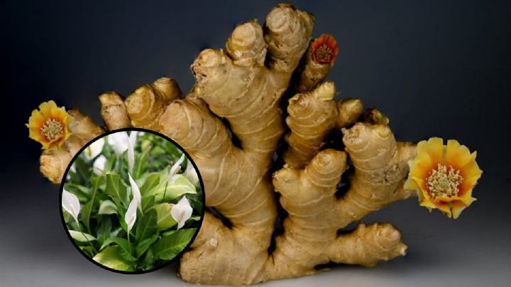 Jardinería: ¿qué sucede si uso jengibre en la Cuna de Moisés?