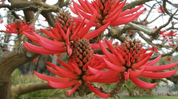 Cuál es el árbol nativo de México amado por los aztecas ideal en el verano por su sombra