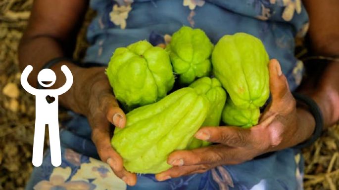 Qué enfermedades ayuda a prevenir el chayote