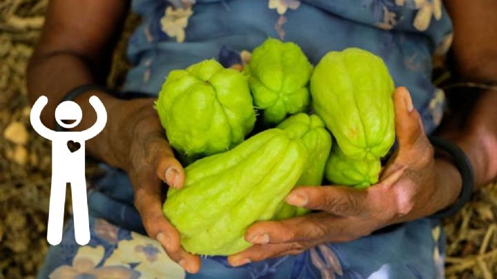 Qué enfermedades ayuda a prevenir el chayote