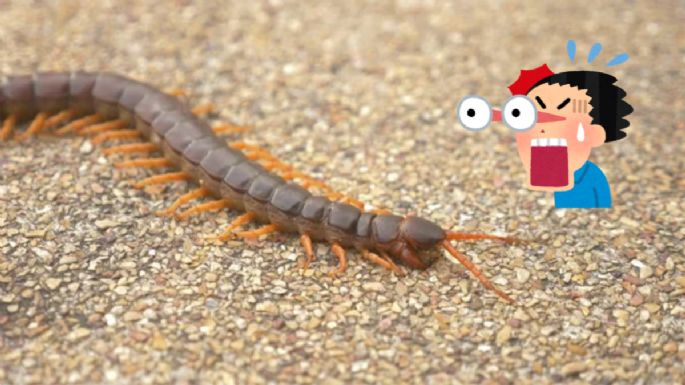 Este es el significado de que aparezcan ciempiés en tu casa que pocos conocen