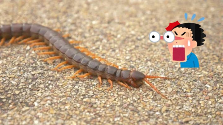 Este es el significado de que aparezcan ciempiés en tu casa que pocos conocen