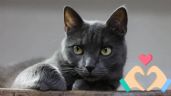Foto ilustrativa de la nota titulada Esta es la razón por la que conviene tener un gato gris en tu hogar