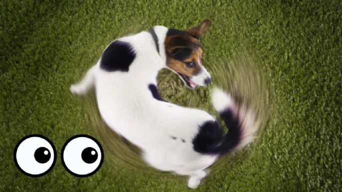 Cuáles son las enfermedades mentales que pueden padecer los perros