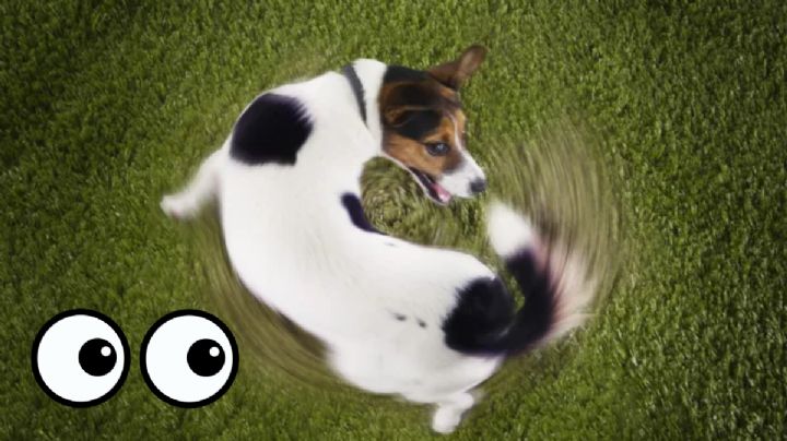 Cuáles son las enfermedades mentales que pueden padecer los perros