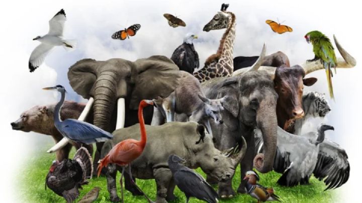 Descubre cuál es el animal más viejo del mundo, según confirma la ciencia