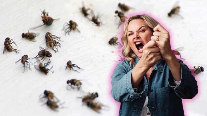 Moscas en la casa: Truco para ahuyentarlas con estos 3 productos