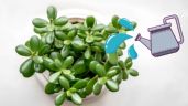 Foto ilustrativa de la nota titulada La mejor manera de regar el árbol de jade para hacerlo crecer más rápido y sano