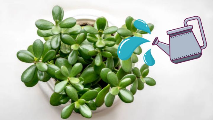 La mejor manera de regar el árbol de jade para hacerlo crecer más rápido y sano