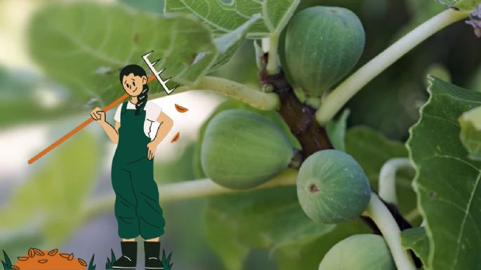 Así debes podar tu higuera para que te brinde más frutos