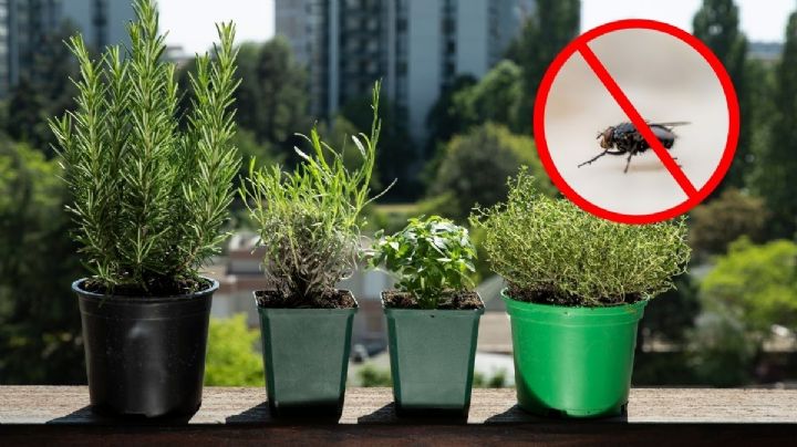 Estos son los olores ideales para ahuyentar las moscas de tu casa