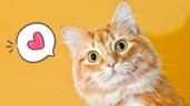 Foto ilustrativa de la nota titulada Conoce la ventaja de ‘oro’ de tener un gato naranja en tu hogar