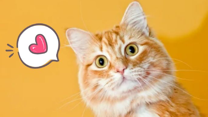 Conoce la ventaja de ‘oro’ de tener un gato naranja en tu hogar