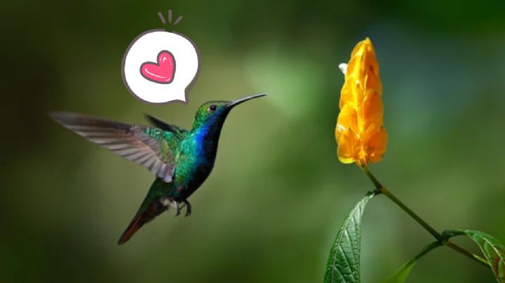 Cuál es el mejor color para atraer a los colibríes a tu hogar