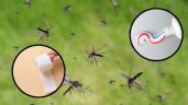 Foto ilustrativa de la nota titulada: Cuál es el remedio casero con papel higiénico para ahuyentar los mosquitos de tu cuarto