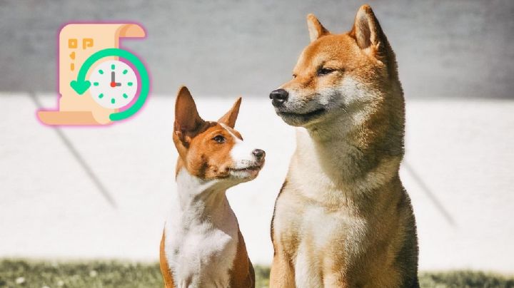 Limpios y silenciosos: la raza de perro más antigua del mundo