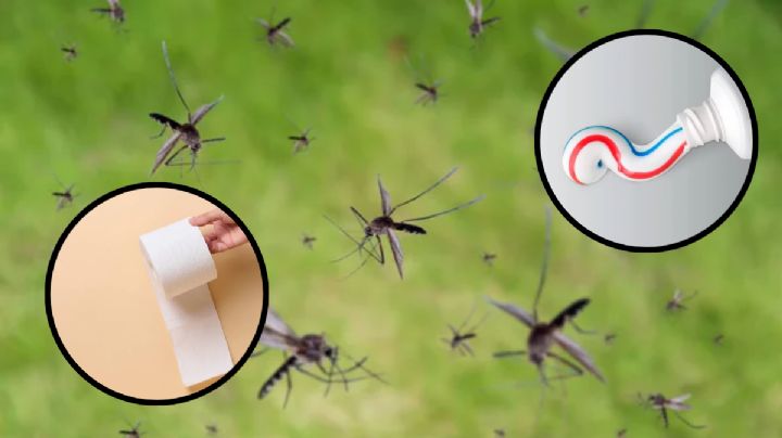 Cuál es el remedio casero con papel higiénico para ahuyentar los mosquitos de tu cuarto