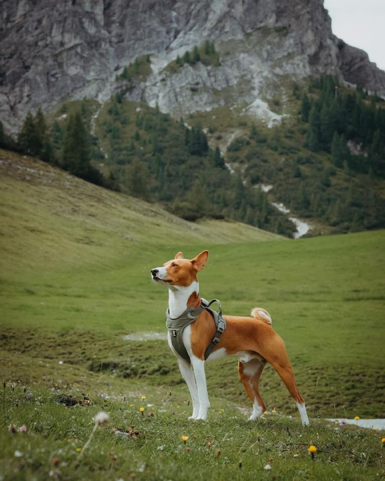 raza de perro basenji