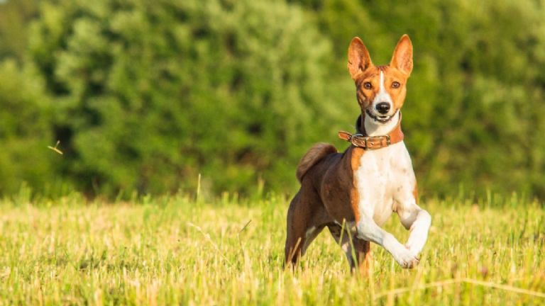 perro basenji