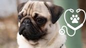 Foto ilustrativa de la nota titulada Cuáles son los problemas de salud de los perros de raza Pug