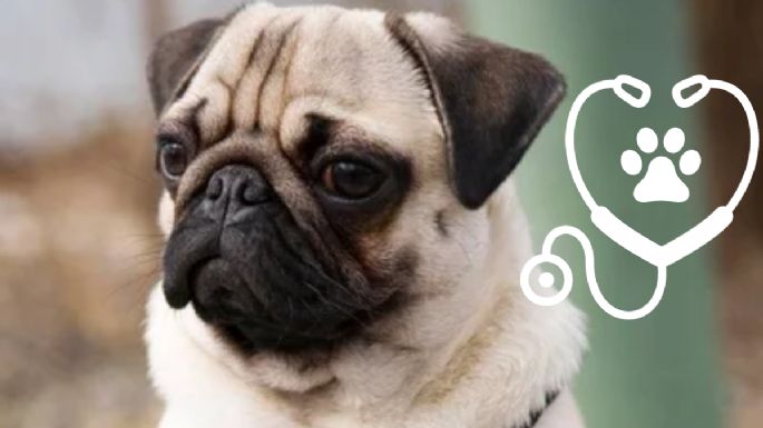 Cuáles son los problemas de salud de los perros de raza Pug