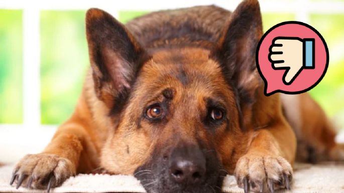 Un estudio confirma que las personas estresadas influyen en el comportamiento de sus perros