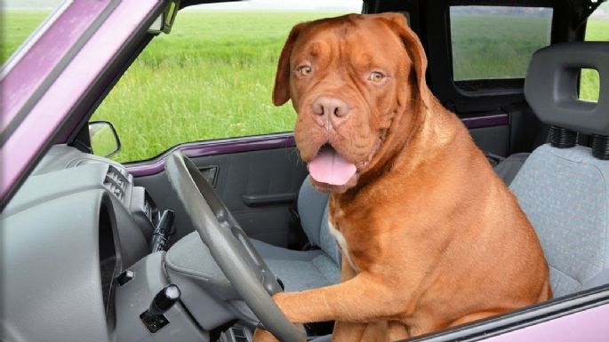 ¿Qué gasta menos gasolina ir rápido o lento? Esta es la MEJOR velocidad para ahorrar combustible