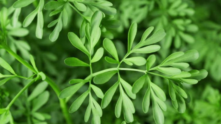 Conoce el profundo significado de tocar la ruda antes de salir de tu casa