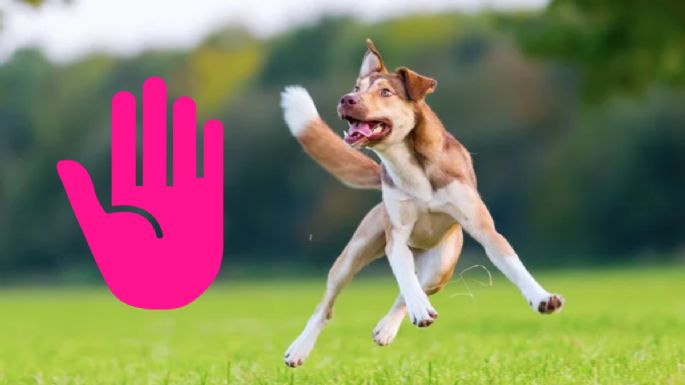 Conoce los motivos por el los perros saltan, según especialistas