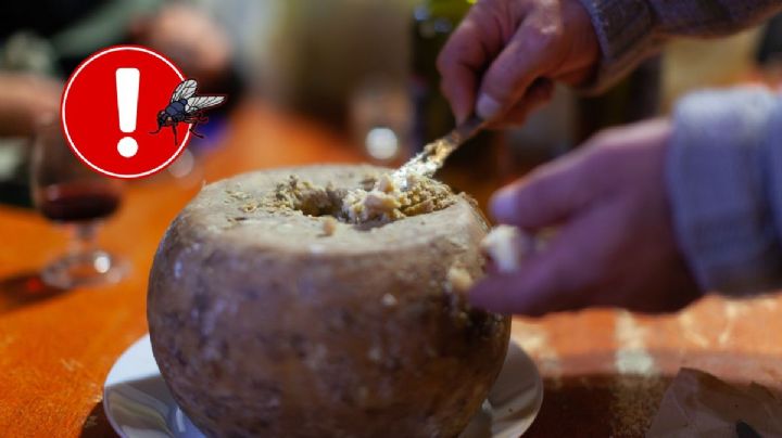 Así es el queso considerado el más peligroso del mundo: ¿Por qué está prohibido en algunos países?