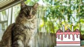 Foto ilustrativa de la nota titulada Conoce a qué edad se considera que tu gato es adulto