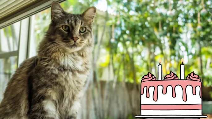 Conoce a qué edad se considera que tu gato es adulto