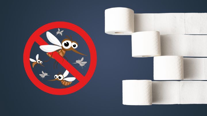 Temporada de moscos: Conoce el truco con papel de baño para evitar que te piquen durante la noche