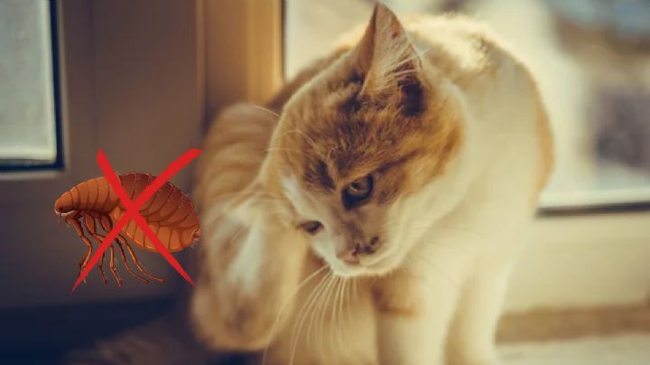 Adiós pulgas: aprende a sacarse esta plaga a tu gato usando vinagre blanco y agua caliente