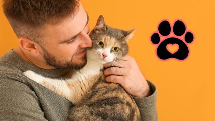 Cuáles son las mejores razas de gatos para tener en tu hogar