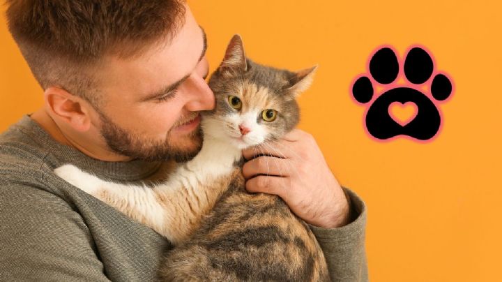 Cuáles son las mejores razas de gatos para tener en tu hogar
