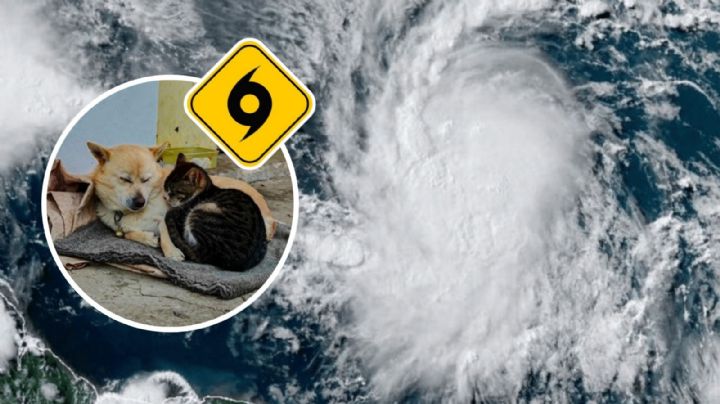 Huracán Berly: Abren refugios temporales para animales en Quintana Roo