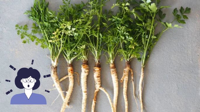 Descubre los poderosos beneficios de la raíz de cilantro
