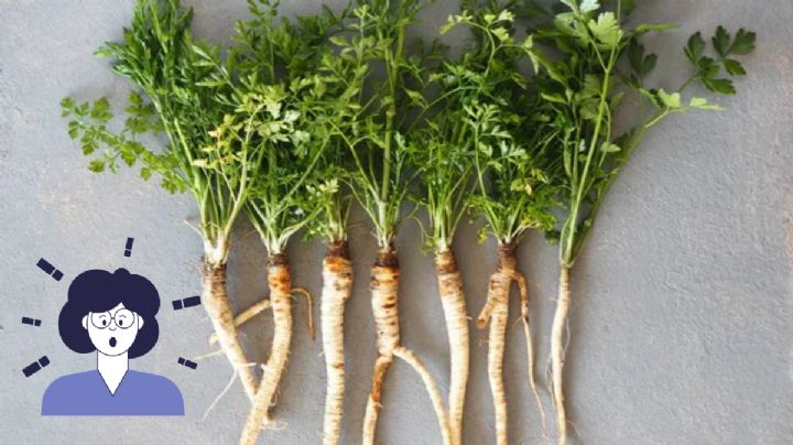 Descubre los poderosos beneficios de la raíz de cilantro