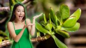 Foto ilustrativa de la nota titulada El barato tip casero que usan los expertos para revivir el árbol de jade en sólo unos días