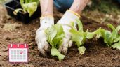 Foto ilustrativa de la nota titulada Calendario de siembra: qué conviene plantar en el huerto y el jardín en julio