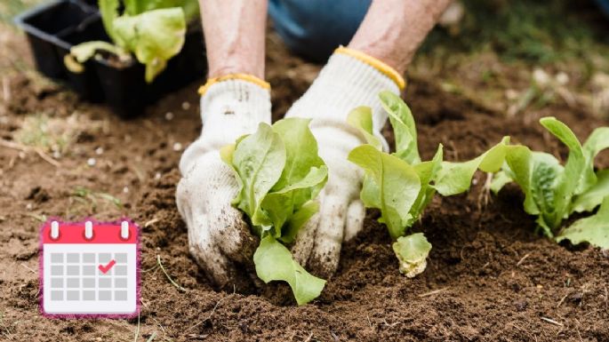 Calendario de siembra: qué conviene plantar en el huerto y el jardín en julio