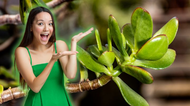 El barato tip casero que usan los expertos para revivir el árbol de jade en sólo unos días
