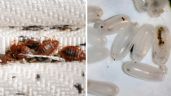 Foto ilustrativa de la nota titulada Cómo eliminar los huevos de chinches de tu hogar sin usar insecticida