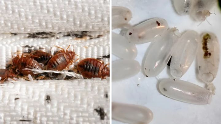 Cómo eliminar los huevos de chinches de tu hogar sin usar insecticida