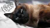 Foto ilustrativa de la nota titulada Conoce el origen de los gatos de raza siamés